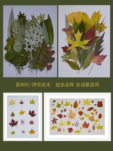 真树叶植物标本 幼儿园手工贴画材料压花DIY滴胶相框枫叶银杏梧桐