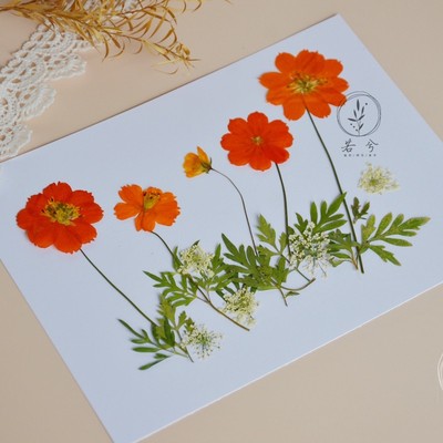 diy蕾丝硫华菊滴胶植物标本干花