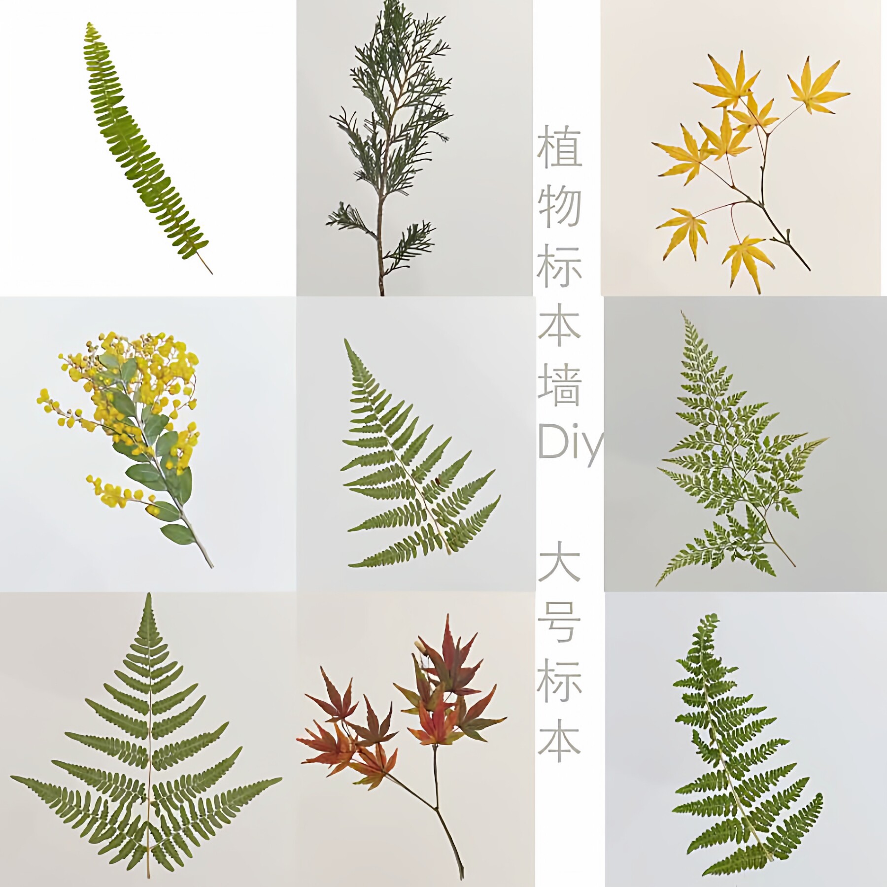 大号植物标本diy材料植物墙压花画押花蕨树叶中药科普教学生物课