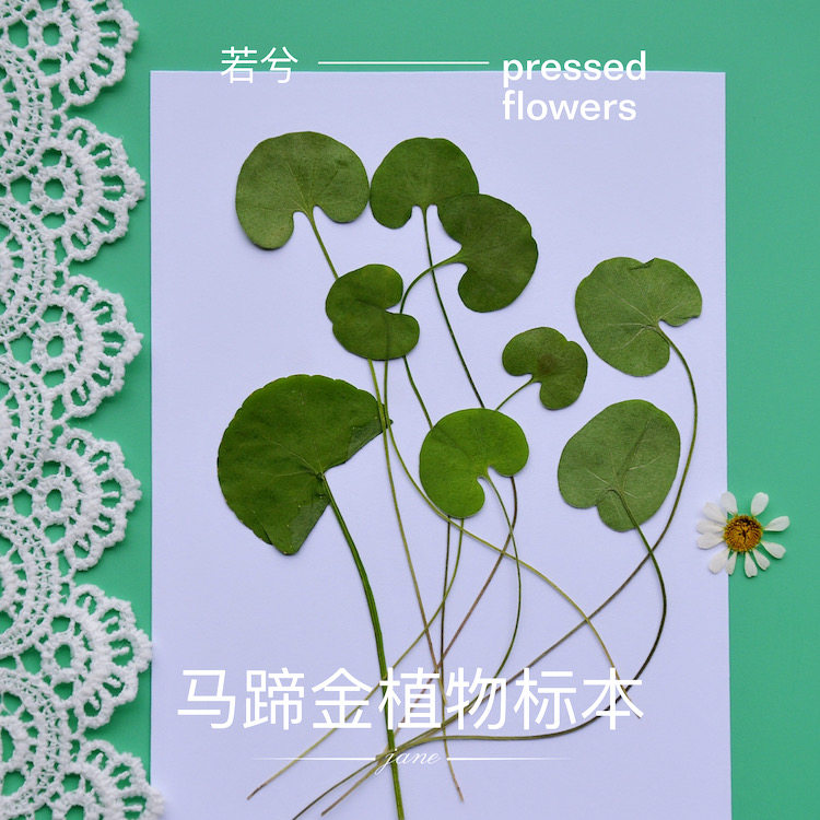 马蹄金干花押花压花植物标本 铜钱草金钱草标本 绿色压押花画配草