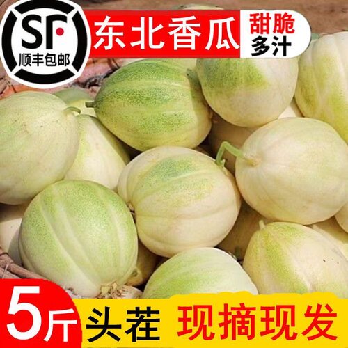 东北特产甜瓜精选现摘