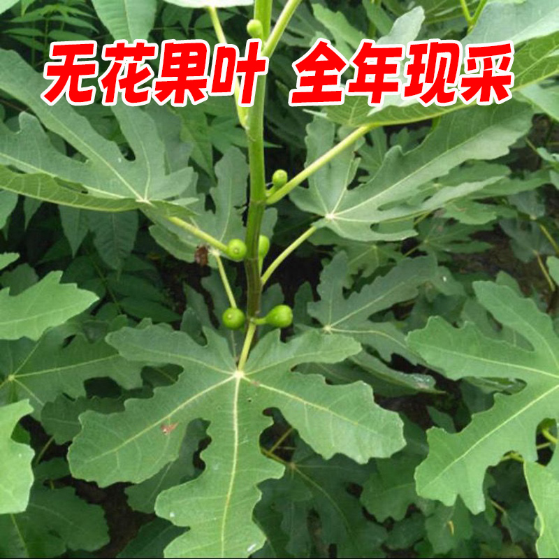 新鲜无花果叶子现货现摘