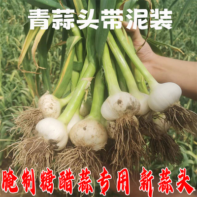 东北青蒜头现挖腌制糖醋蒜专用