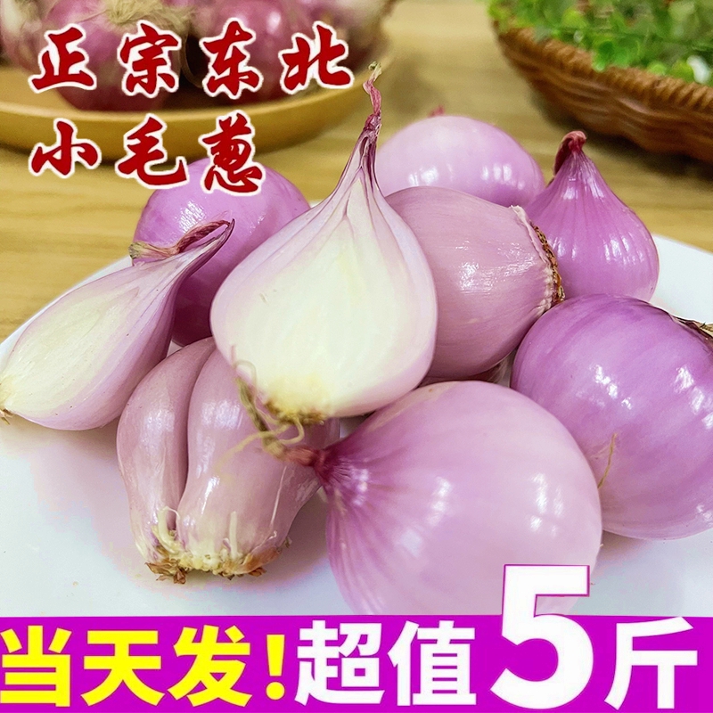 正宗东北小毛葱颗颗精选新鲜洋葱