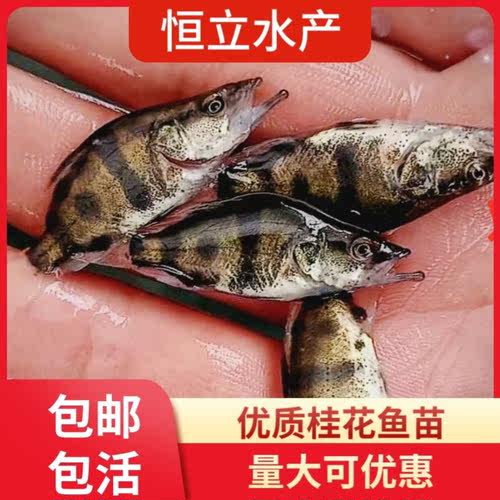 桂花鱼价格 桂花鱼图片 星期三