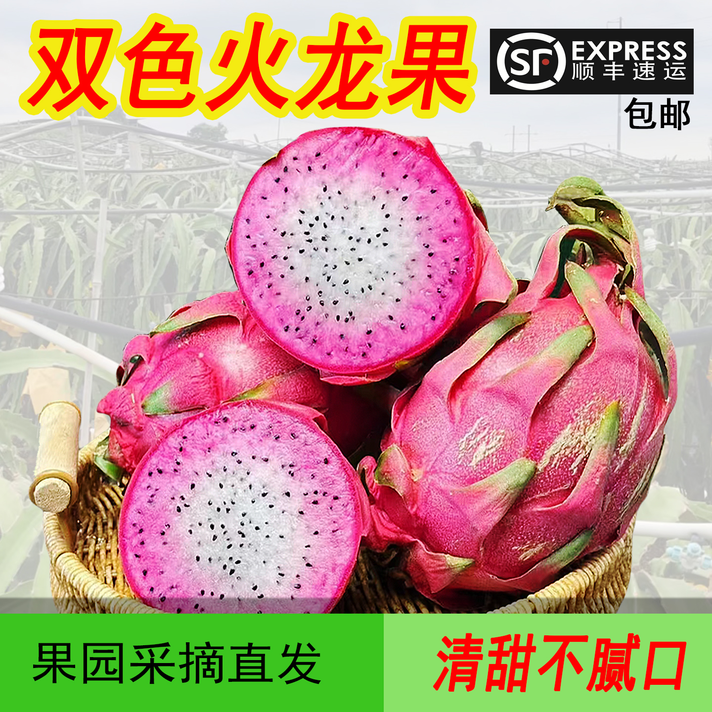 新鲜双色火龙果广西新品种
