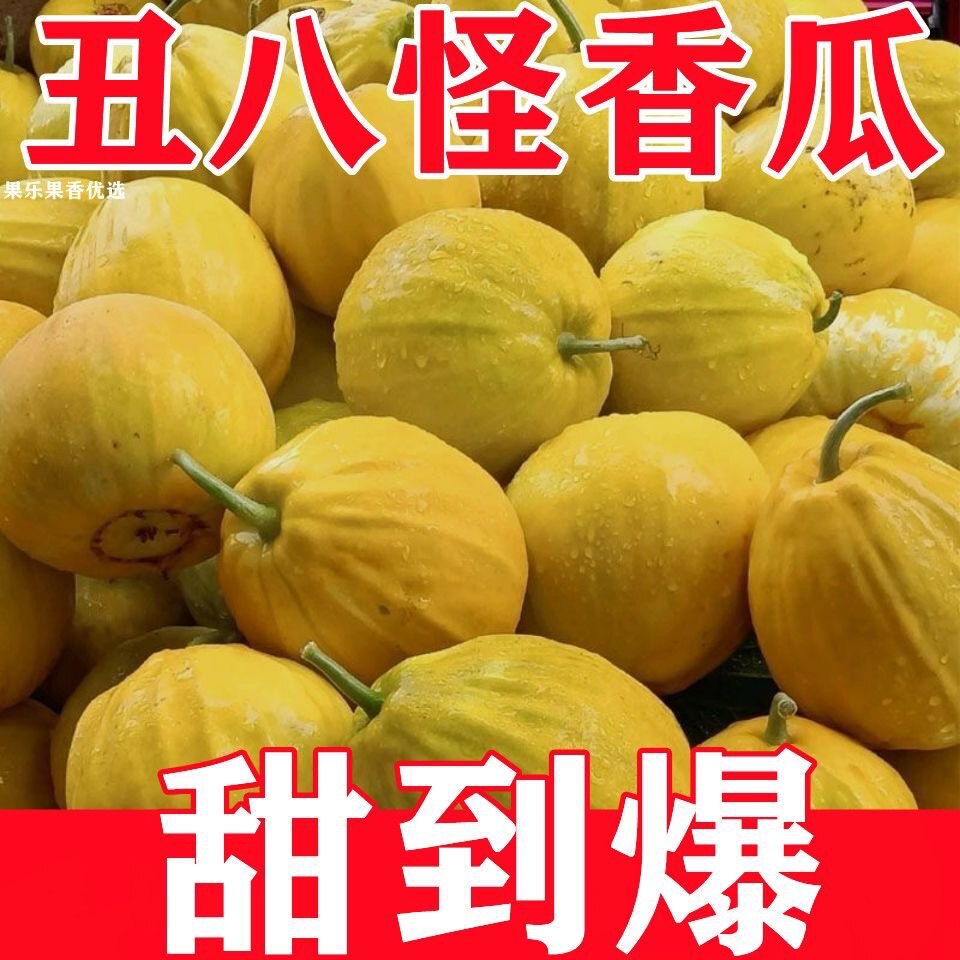 正宗新鲜丑八怪香瓜薄皮黄金甜瓜甜瓜
