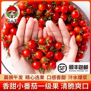 釜山88玲珑果迷你小甜甜小西红柿爆浆现摘新鲜小番茄酸甜樱桃番茄