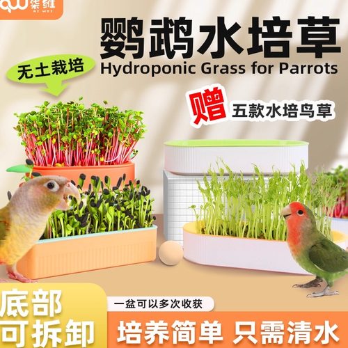 鹦鹉鸟草盒营养丰富发芽生长快