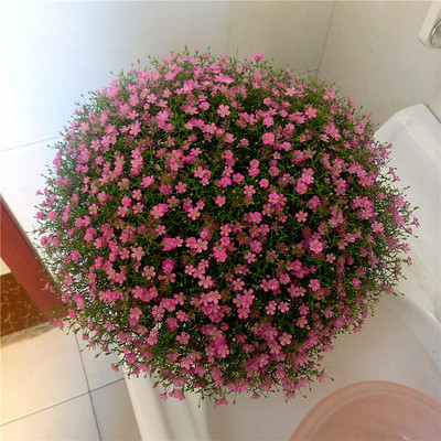 满天星易开花室外盆栽