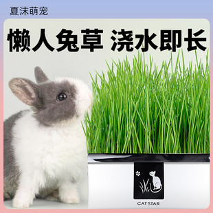 兔草盆栽小麦种子粒土培懒人提摩西草去毛球化毛零食水培兔子用品