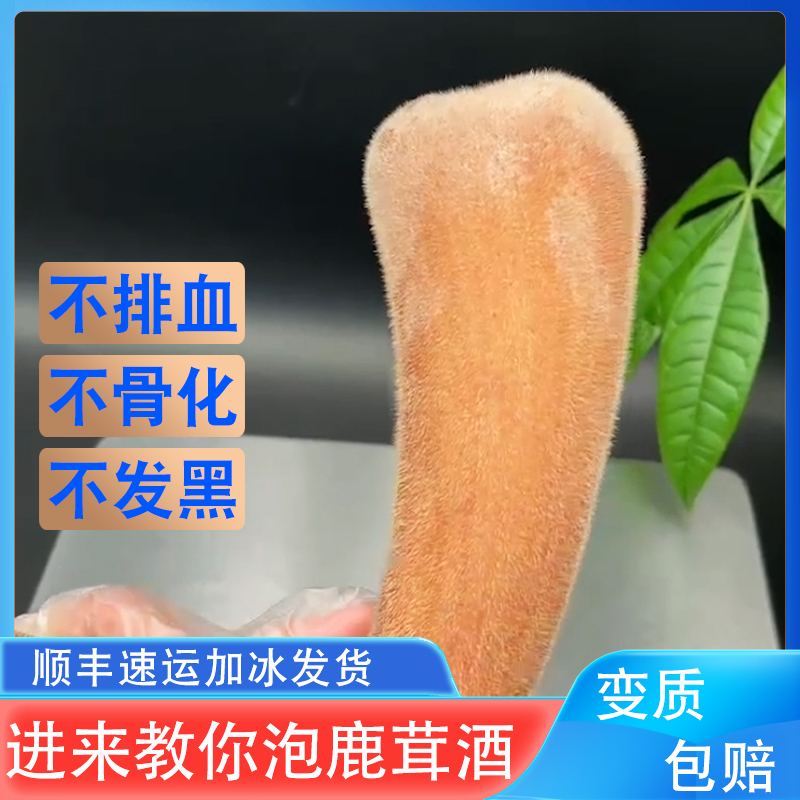 鹿茸泡酒中药材新鲜鹿角整根枝梅花鹿带血片正品鹿茸片长白山二杠