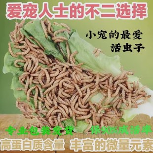面包虫活虫八哥鹩哥画眉喜鹊伯劳百灵吃的鸟食专用鸟粮饲料黄粉虫