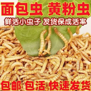 面包虫活虫子喂鸡喂鸟吃的食物活体鹦鹉鱼蝎子画眉鸟八哥饲料龟粮