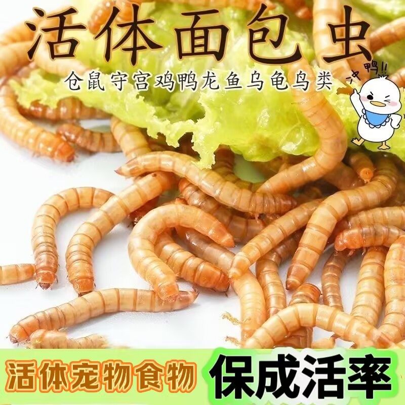 面包虫活体 黄粉虫活虫 鹦鹉鱼 金龙鱼 乌龟 画眉鸟石蛙饲料包邮,宠物/宠物食品及用品,爬虫/鸣虫食物,淘宝优惠券,粉丝福利购,淘宝优惠卷