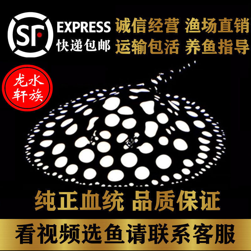 魟鱼活体黑白皇冠珍珠魟鱼米克斯魟鱼黑金魟鱼红龙热带鱼龙鱼配鱼在类目 宠物/宠物食品及用品, 水族世界, 鱼中 - 来自Buy2taobao.com提供专业的淘宝代购服务
