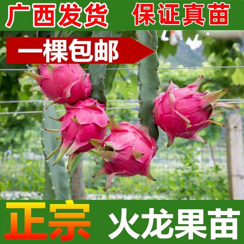 火龙果树果苗红心火龙果