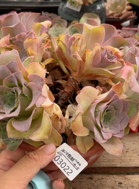 03022紫潘侧边蕾丝群18cm