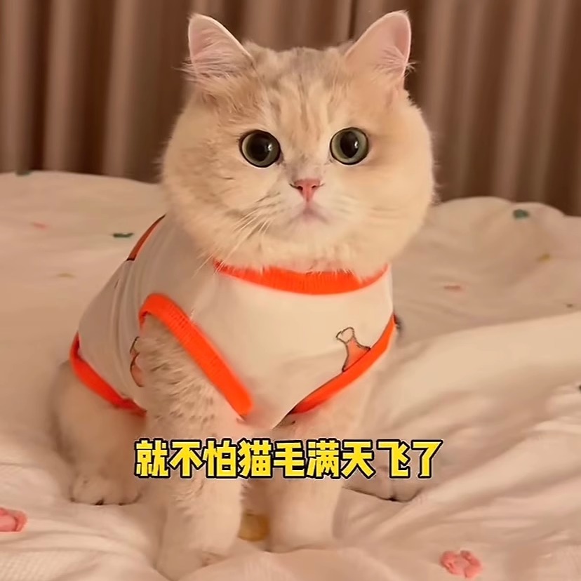 猫咪衣服夏季防飞毛薄款防晒金渐层布偶美短比熊泰迪宠物狗狗背心