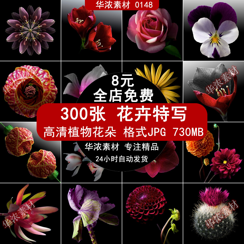 花卉花朵摄影花瓣特写植物光影色彩写真绘画静物美术设计素材