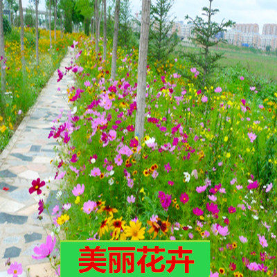 Periwinkle seed Days of Spring Five plum seed Florescence Four seasons Bloom spring and autumn Wildflowers combination seedin the Flower delivery/Flowers simulation/Plants gardening , Flowers/Fruits and vegetables/Lawn seed (New) , Home &amp; Garden Seeds  category - from Buy2taobao.com to provide professional Taobao agent buy service