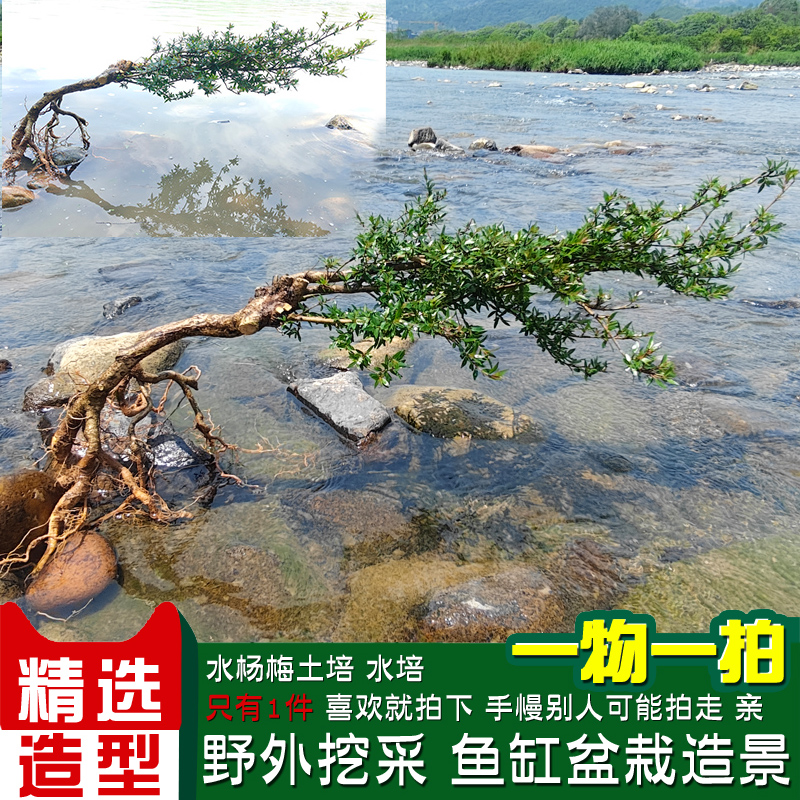 水杨梅鱼缸造景水陆缸水培绿植盆栽观赏老桩