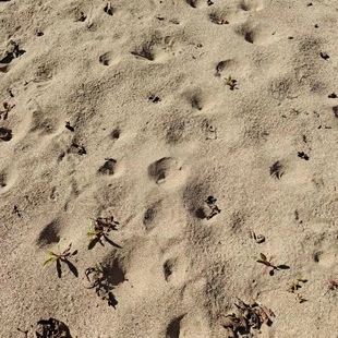蚁狮金沙牛活体地牯牛倒退虫儿童宠物爬宠蚂蚁杀手奇异昆虫药材