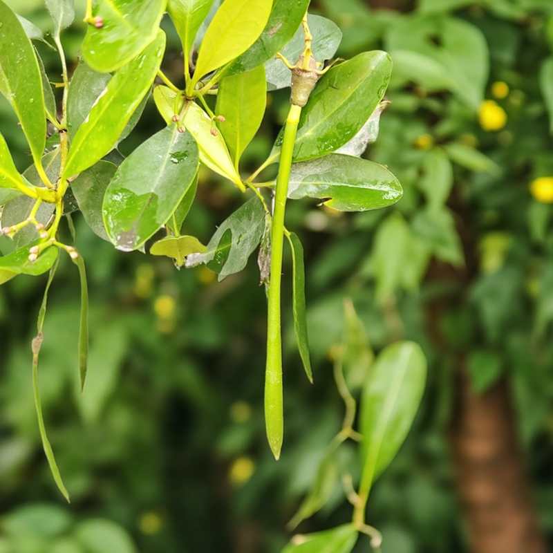 秋茄鱼缸造景海水养殖淡水养殖红树林树苗海缸过滤水质笔架子