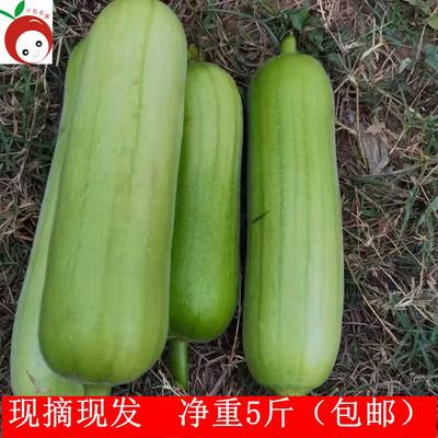 丝瓜广西农家新鲜蔬菜食材孕妇