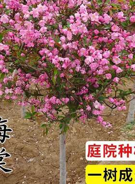 海棠树苗庭院地栽垂丝西府北美绚丽海棠花树苗南北方种植四季花卉