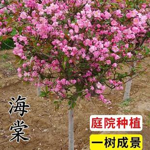 海棠树苗庭院地栽垂丝西府北美绚丽海棠花树苗南北方种植四季花卉