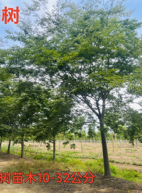 榉树树苗红榉树小苗庭院风景树大型丛生榉树朴树苗南北方种植耐寒