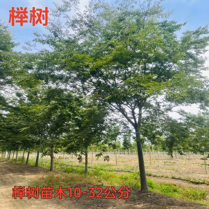 榉树树苗红榉树小苗庭院风景树大型丛生榉树朴树苗南北方种植耐寒