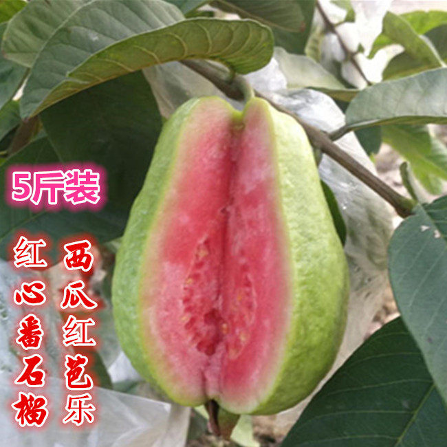红心番石榴 西瓜红芭乐 5斤 广西新鲜水果 时令水果果园现摘发货|msdalam kategori daging perikanan/Buah-buahan segar dan sayur-sayuran/dimasak, buah-buahan segar, jambu batu - dari Buy2taobao.com untuk memberikan perkhidmatan ejen Taobao profesional membeli