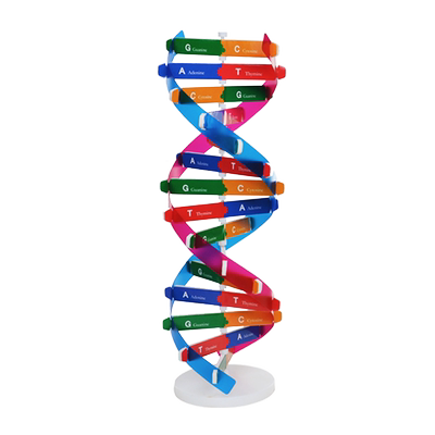 diy结构模型手工玩具科学实验