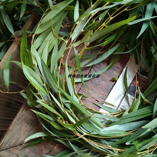 特惠柳树树叶柳树枝条乔迁搬新家插门插花盆饰品新鲜杨柳树枝