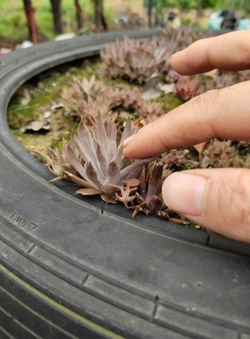 瓦花 无根草 易活 繁衍快 瓦松