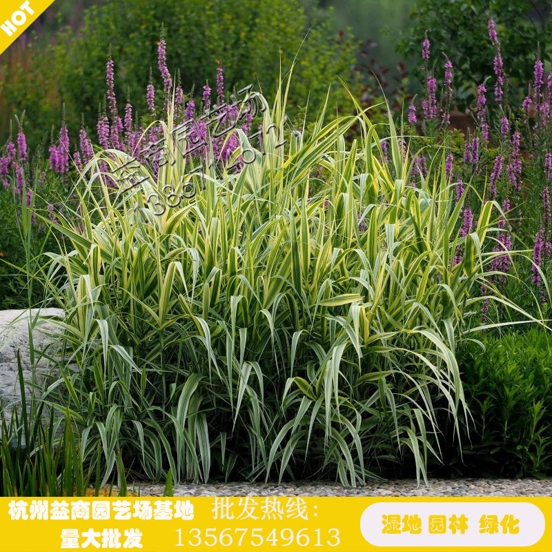 花叶芦竹湿地绿植花卉盆景花苗净化水质池塘河道浮岛公园小区美化