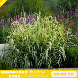 花叶芦竹湿地绿植花卉盆景花苗净化水质池塘河道浮岛公园小区美化