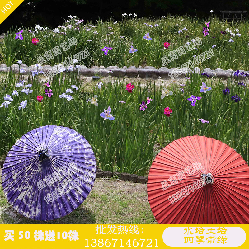 水培水生鸢尾常绿品种水生植物湿地公园花苗绿植西伯利亚鸢尾花卉