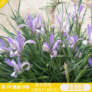 鸢尾花苗马兰苗马蔺 马莲花 蝴蝶花 马蔺 多年生宿根耐阴耐旱耐涝