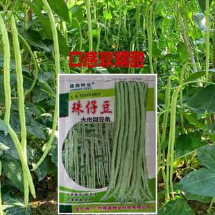 豆角种子大肉甜豆角种籽猪仔豆八月珠仔豆角子种豇豆春秋蔬菜种孑