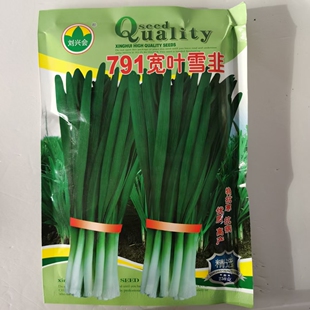 791白根韭菜根宽叶不休眠韭菜苗四季阳台盆栽韭菜大叶韭菜种子