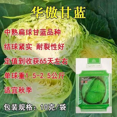 华傲扁球型甘蓝蔬菜种子中熟高产耐裂秋季包心菜莲花白洋白菜菜籽