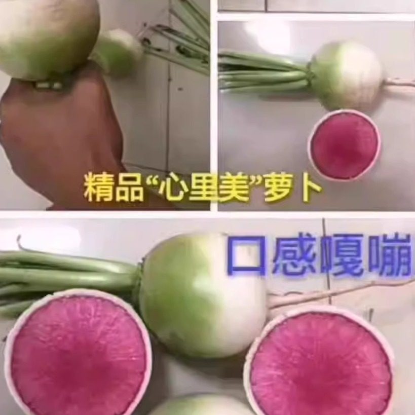 红欣心里美萝卜种子 秋播满堂红萝卜种子椭圆形绿皮红心蔬菜种子,农用物资,蔬菜种子/种苗,淘宝优惠券,粉丝福利购,淘宝优惠卷