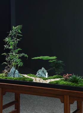 创意办公室摆件微景观造景禅意花盆客厅茶室桌面文竹苔藓菖蒲盆景