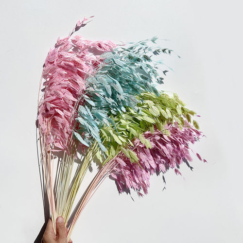 永生花小盼草 灵动小盼草干花花束家居客厅装饰拍照风铃草真花