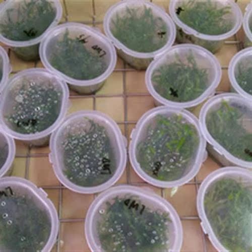 水草火烈鸟价格 水草火烈鸟图片 星期三 水草火烈鸟价格 水草火烈鸟图片 星期三