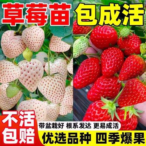 草莓苗杯苗室外可种植