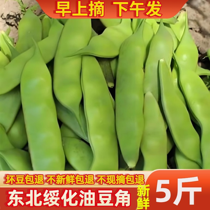 2026年东北现摘头茬新鲜绿油豆角小油豆角黄金勾一点红大宽油豆